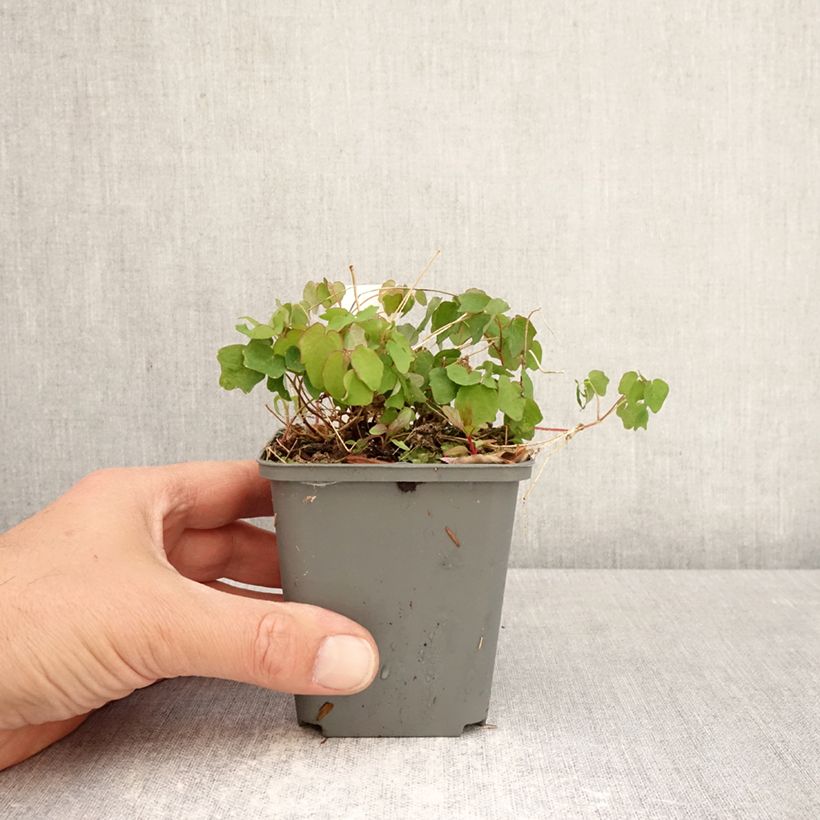 Vancouveria hexandra Maceta de 8/9 cm Ejemplar entregado en la primavera