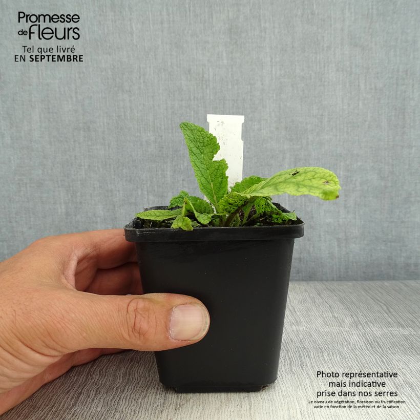 Ejemplar de Verbascum chaixii Album Maceta de 8/9 cm entregado en verano