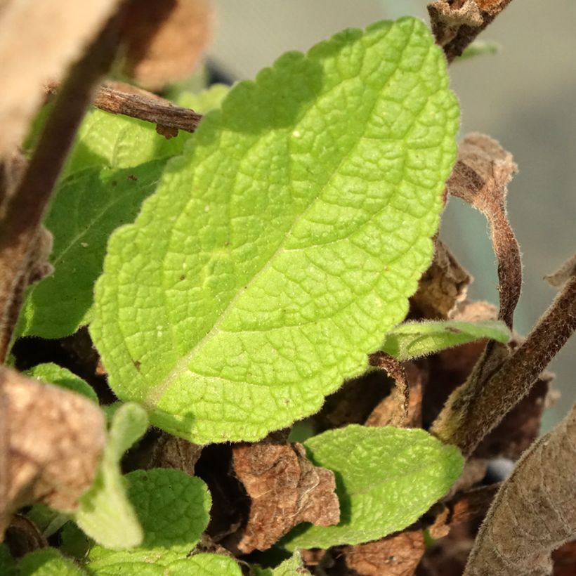 Verbascum Dark Eyes (Follaje)