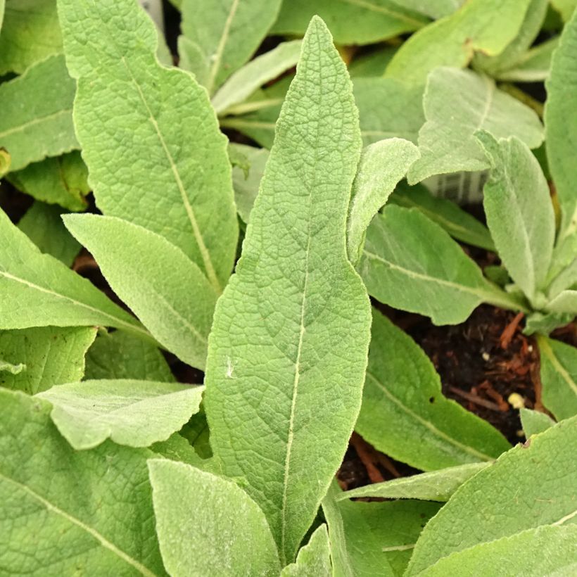 Verbascum Gainsborough (Follaje)