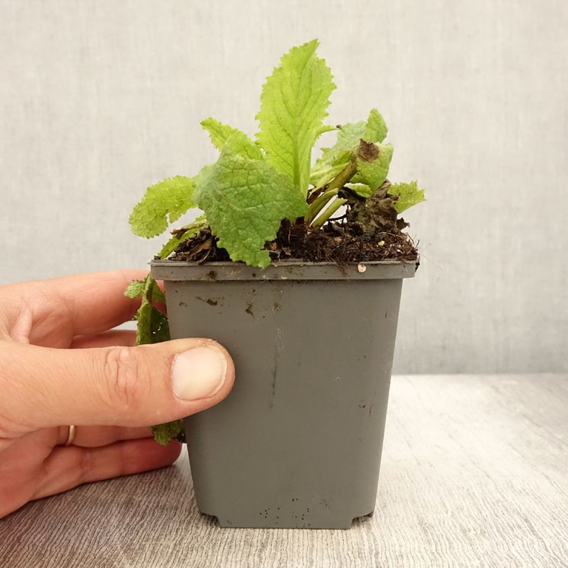 Ejemplar de Verbascum Cotswold Queen Maceta de 8/9 cm entregado en verano