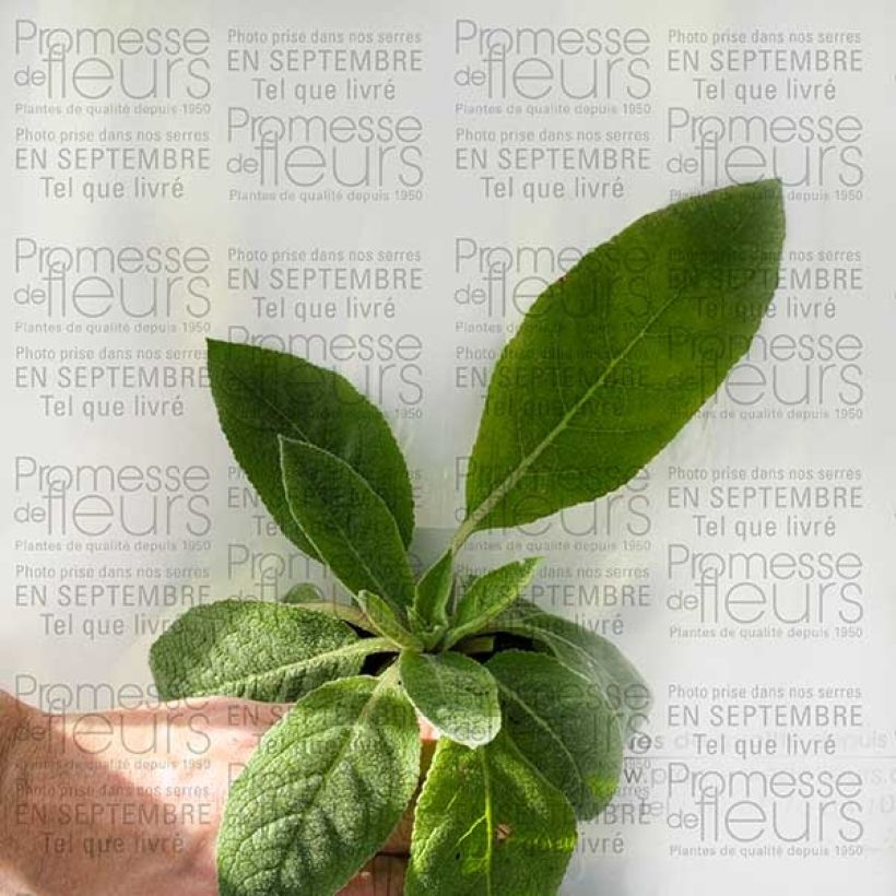 Ejemplo de ejemplar de Verbascum Helen Johnson Maceta de 8/9 cm tal y como se entrega