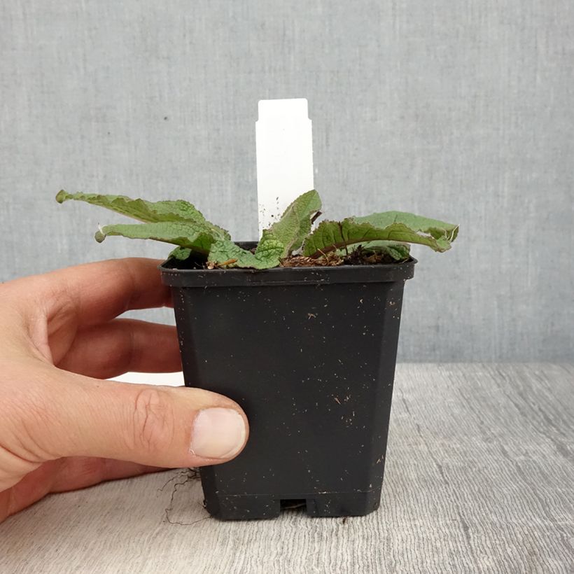 Verbascum Southern Charm Maceta de 8/9 cm Ejemplar entregado en la primavera