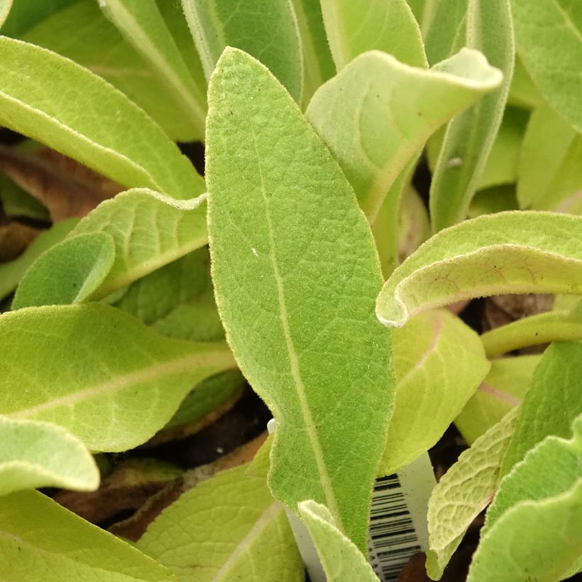 Verbascum olympicum - Gordolobo olímpico (Follaje)