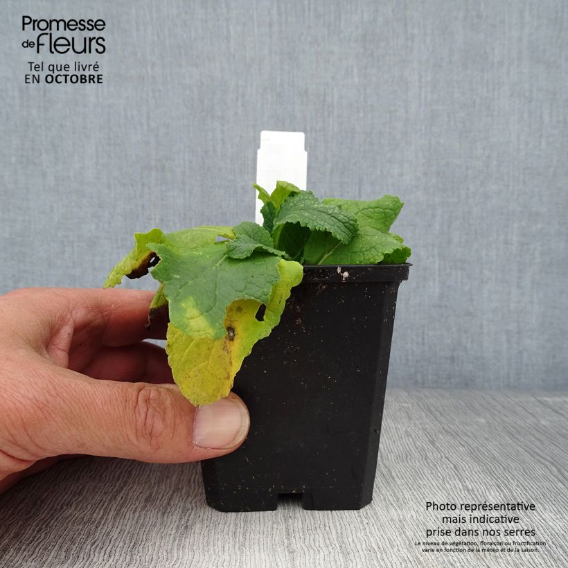 Ejemplar de Verbascum phoeniceum Flush of White Maceta de 8/9 cm entregado en otoño