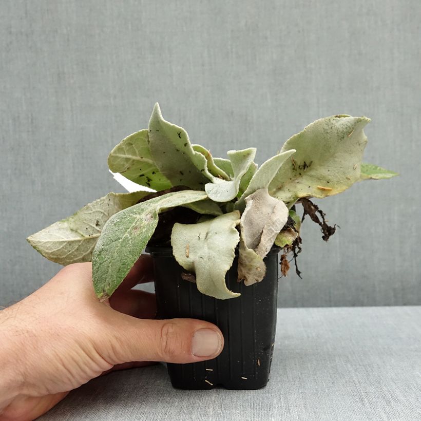 Ejemplar de Verbascum bombyciferum Polarsommer Maceta de 8/9 cm entregado en otoño