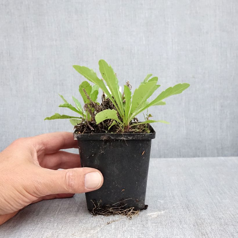 Ejemplar de Verbascum Rosie Maceta de 8/9 cm entregado en otoño