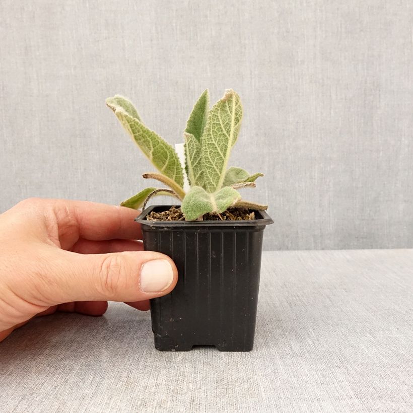 Verbascum thapsus - Gordolobo Maceta de 8/9 cm Ejemplar entregado en la primavera