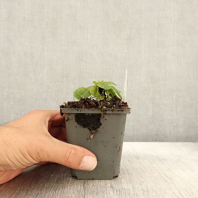 Ejemplar de Verbascum chaixii White Domino Maceta de 8/9 cm entregado en otoño