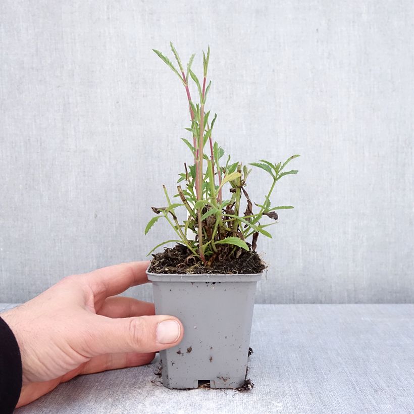 Hierba moraVanity - Verbena bonariensis Maceta de 8/9 cm Ejemplar entregado en la primavera