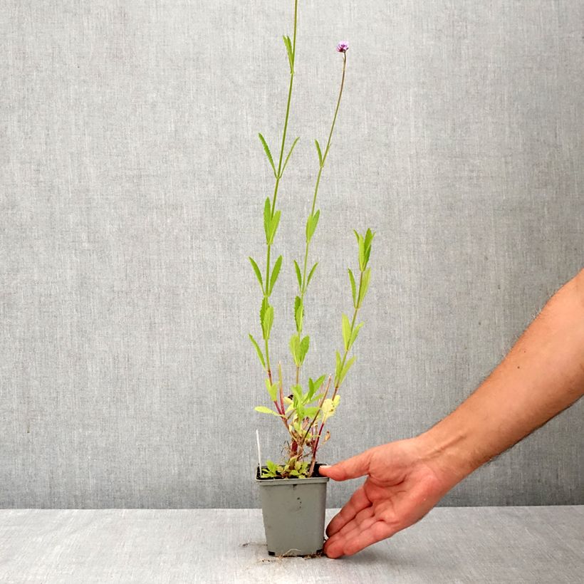 Ejemplar de Hierba mora - Verbena bonariensis Maceta de 8/9 cm entregado en otoño