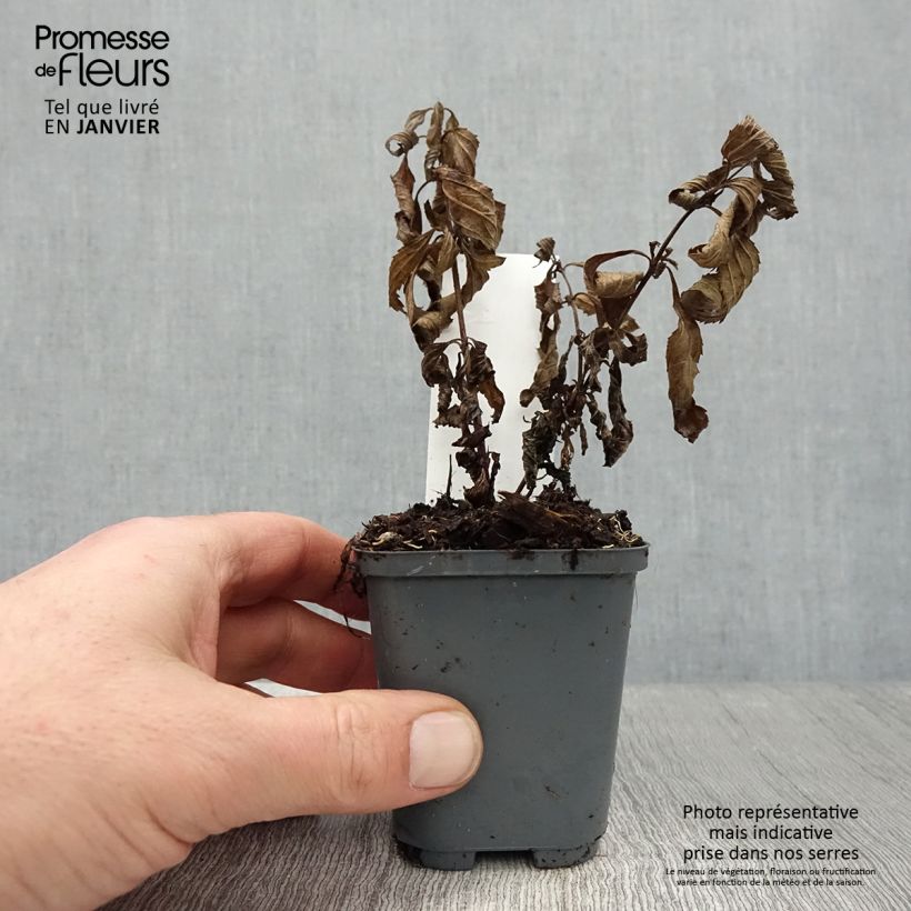 Verbena hastata Blue Spires Maceta de 8/9 cm Ejemplar entregado en invierno