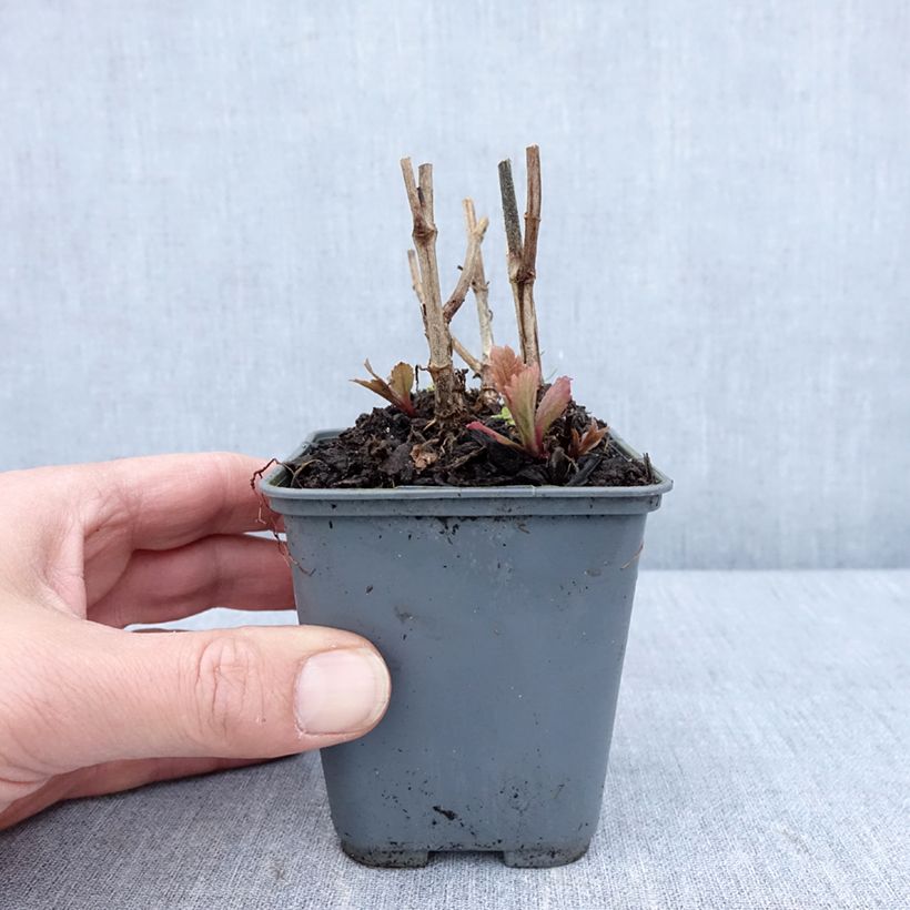 Verbena hastata Blue Spires Maceta de 8/9 cm Ejemplar entregado en la primavera