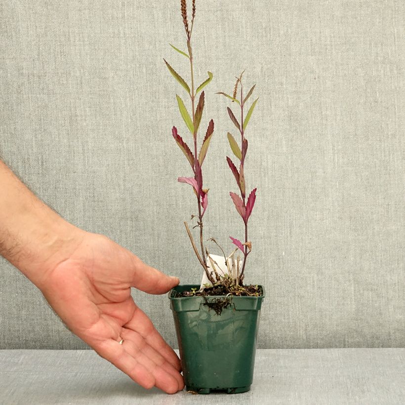 Ejemplar de Verbena hastata Pink Spires Maceta de 8/9 cm entregado en verano