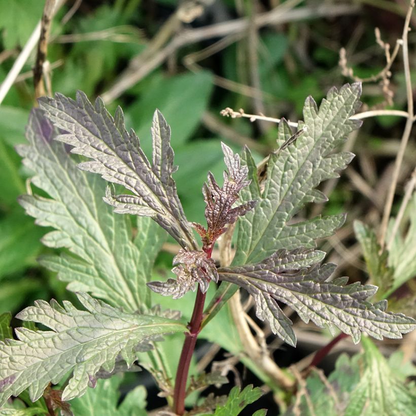 Verbena Bampton - Verbena officinalis (Follaje)