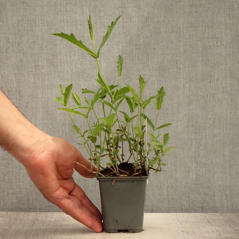 Ejemplar de Verbena rigida Venosa Maceta de 8/9 cm entregado en verano