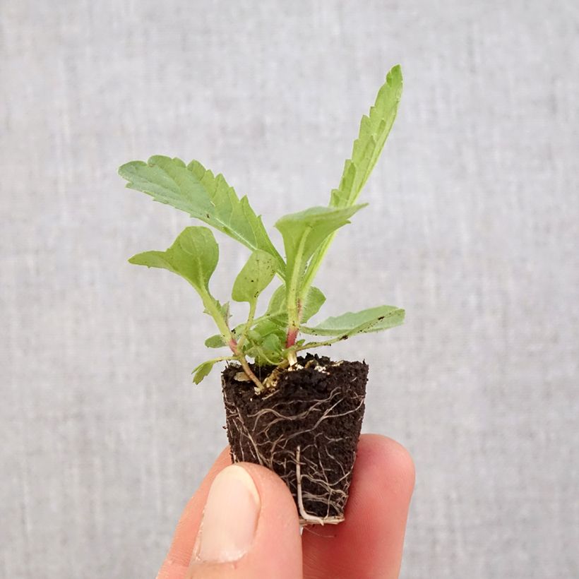 Verbena rigida Venosa minicepellón: Ø 3/4 cm Ejemplar entregado en la primavera