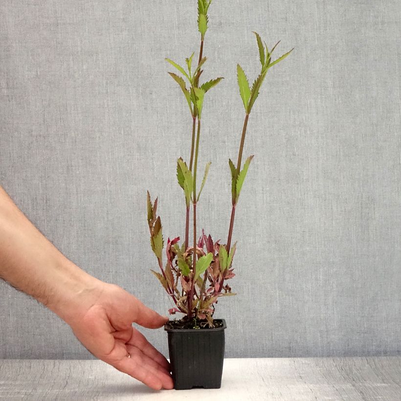 Ejemplar de Verbena Lavender Spires Maceta de 8/9 cm entregado en verano