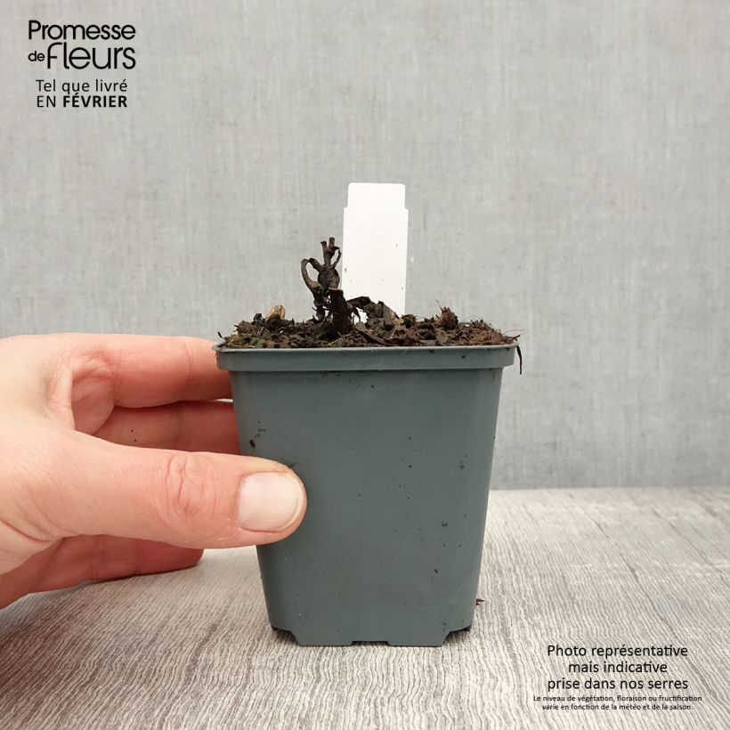 Vernonia arkansana Maceta de 8/9 cm Ejemplar entregado en invierno