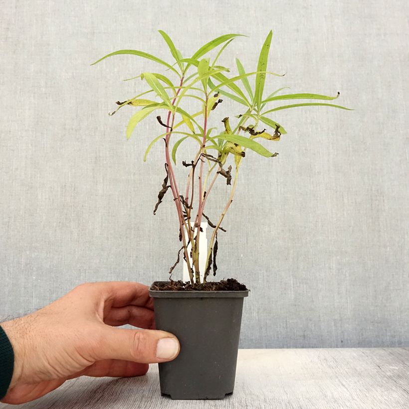 Ejemplar de Vernonia baldwinii Maceta de 8/9 cm entregado en otoño