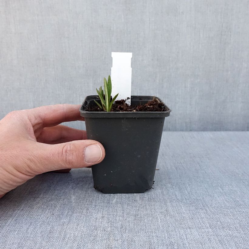 Vernonia baldwinii Maceta de 8/9 cm Ejemplar entregado en la primavera