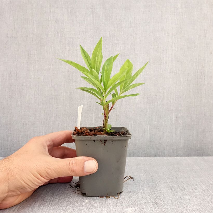 Ejemplar de Vernonia gigantea Maceta de 8/9 cm entregado en otoño