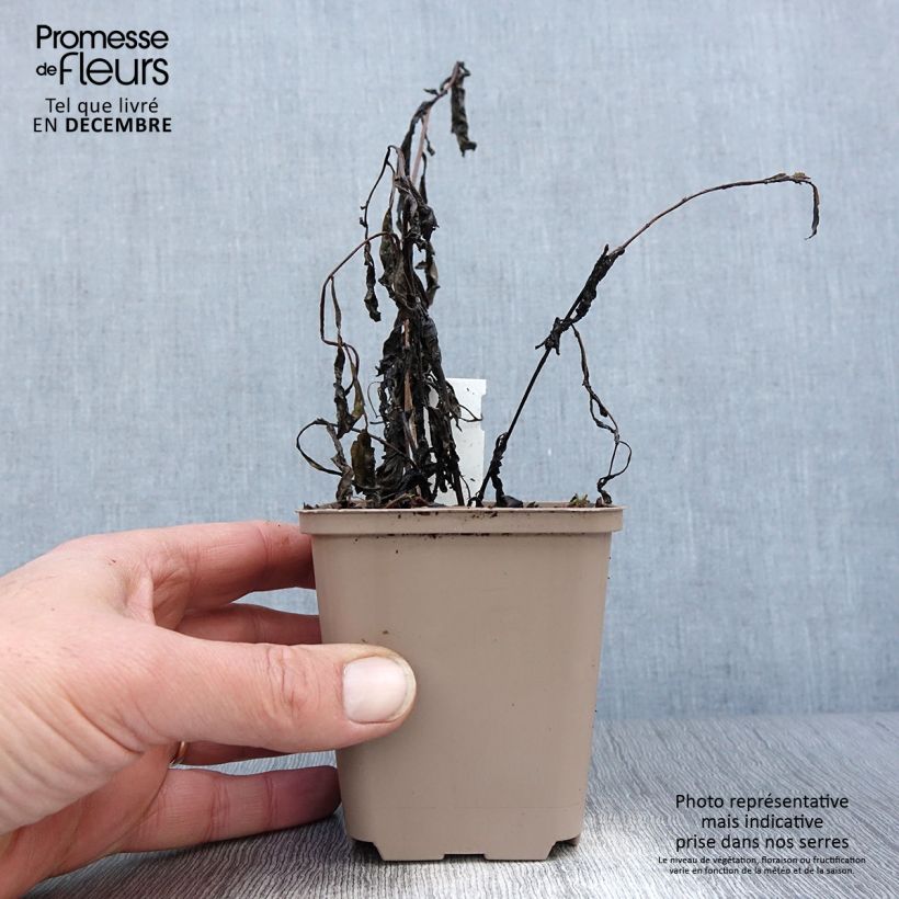 Vernonia gigantea Maceta de 8/9 cm Ejemplar entregado en invierno