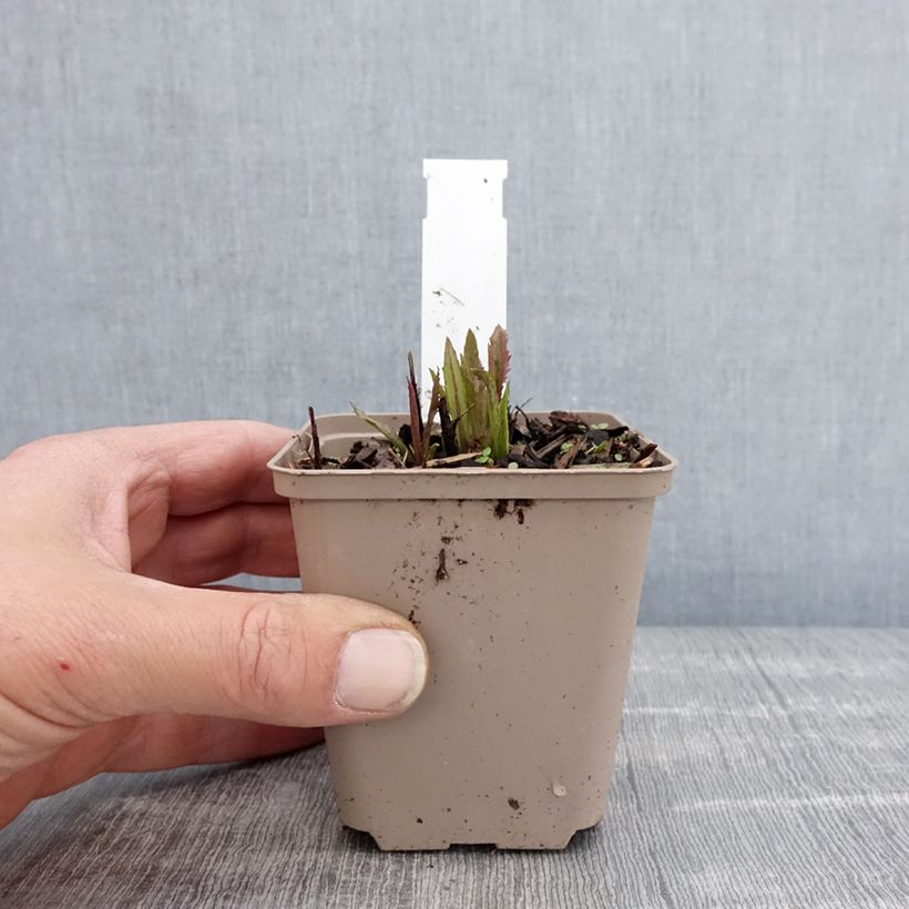 Vernonia gigantea Maceta de 8/9 cm Ejemplar entregado en la primavera