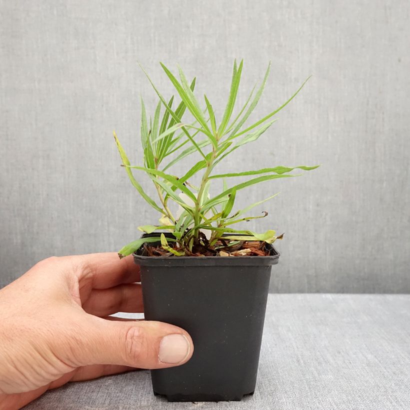 Ejemplar de Vernonia lettermannii Maceta de 8/9 cm entregado en otoño