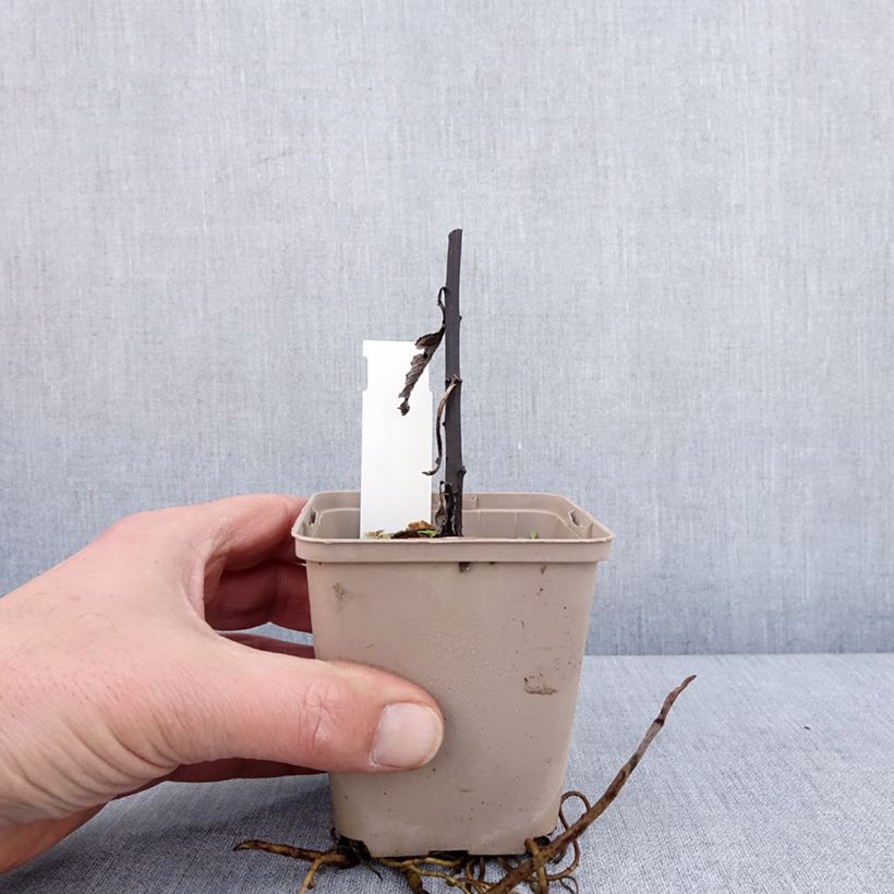 Vernonia missurica Maceta de 8/9 cm Ejemplar entregado en invierno