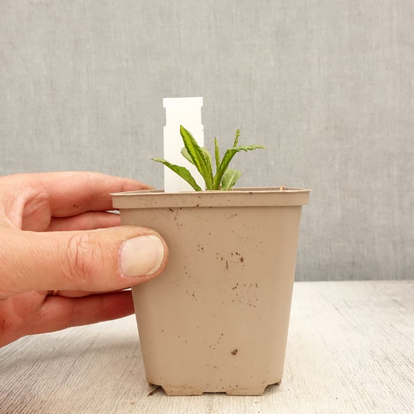 Vernonia missurica Maceta de 8/9 cm Ejemplar entregado en la primavera