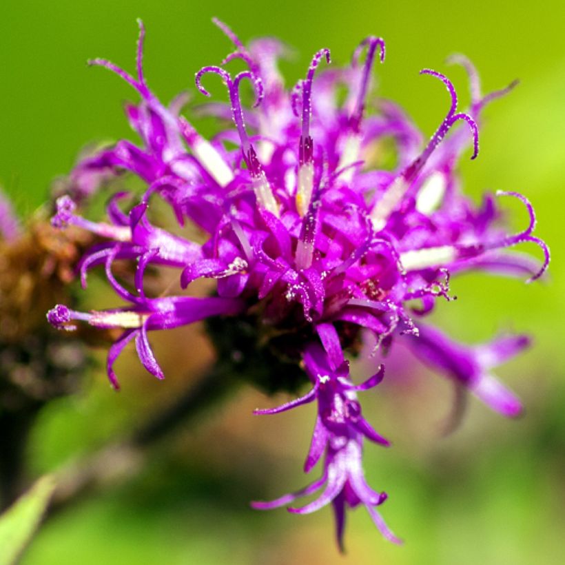 Vernonia missurica (Floración)
