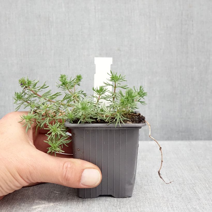 Ejemplar de Veronica armena Maceta de 8/9 cm entregado en otoño