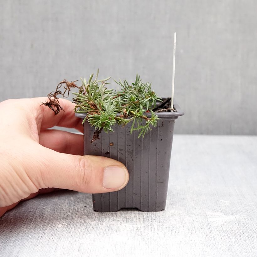 Veronica armena Maceta de 8/9 cm Ejemplar entregado en invierno