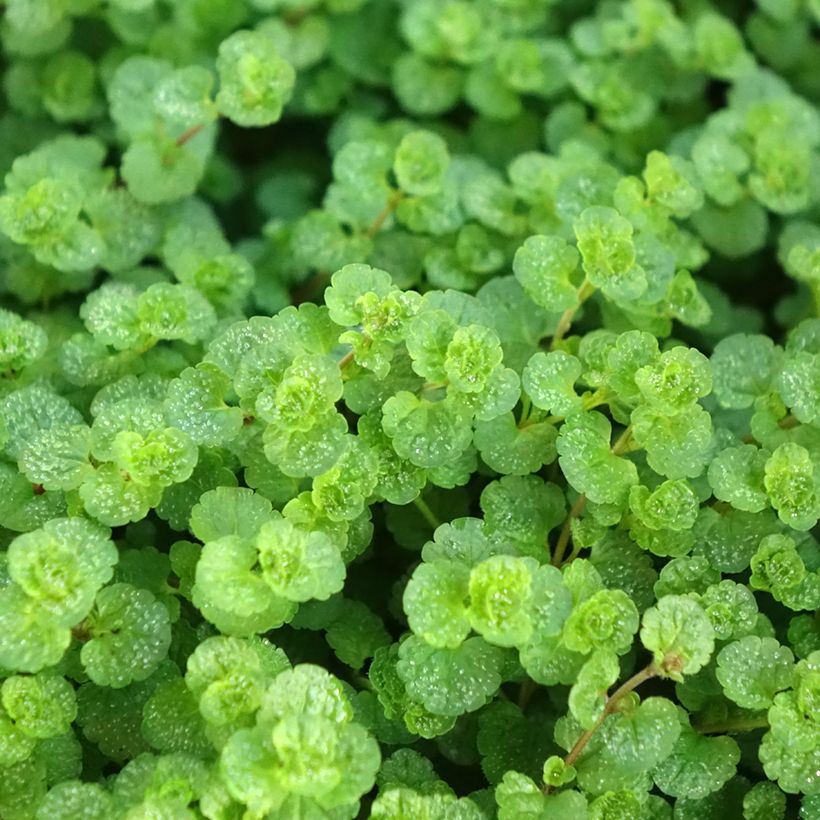 Veronica filiformis (Follaje)