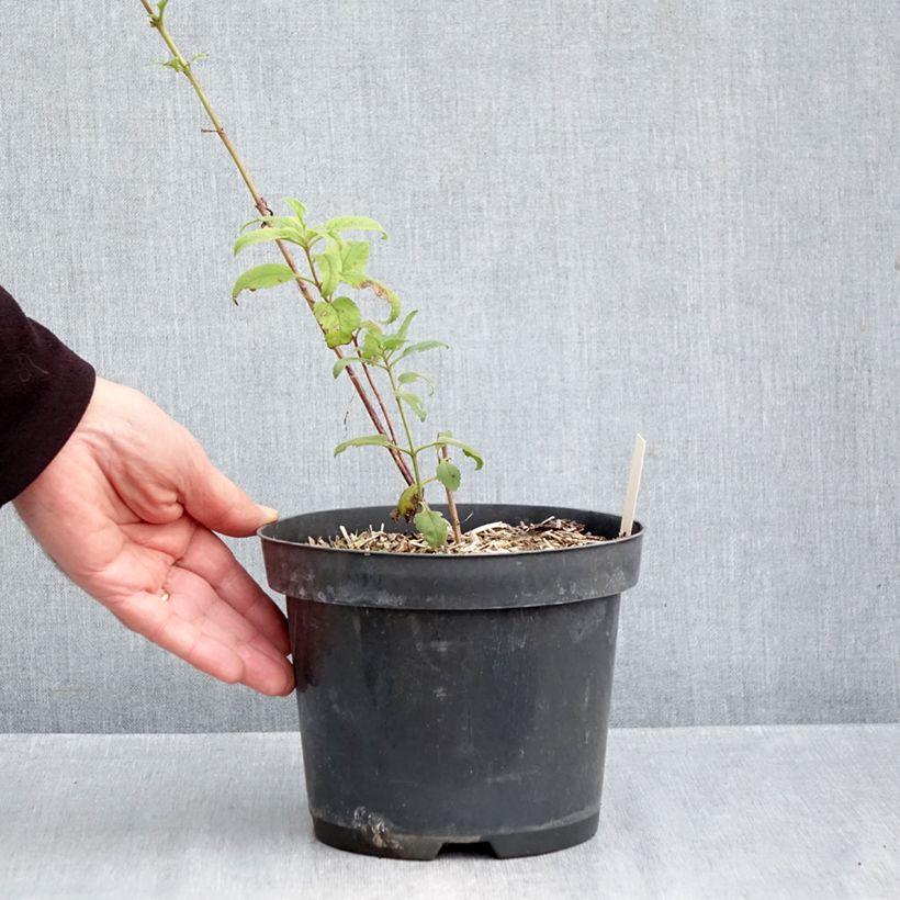 Ejemplar de Veronica Lavender Lightsaber Maceta 2L/3L entregado en otoño