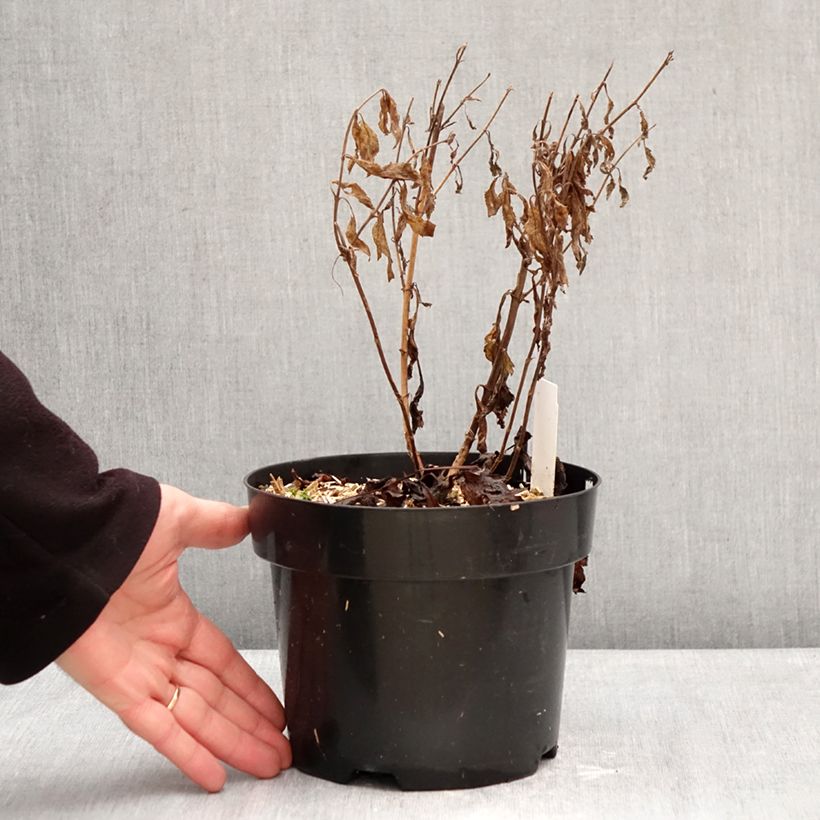 Veronica Lavender Lightsaber Maceta 2L/3L Ejemplar entregado en invierno