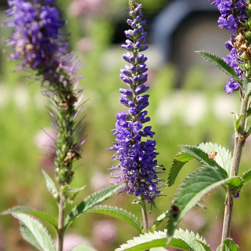 Veronica longifolia Blauriesin (Floración)
