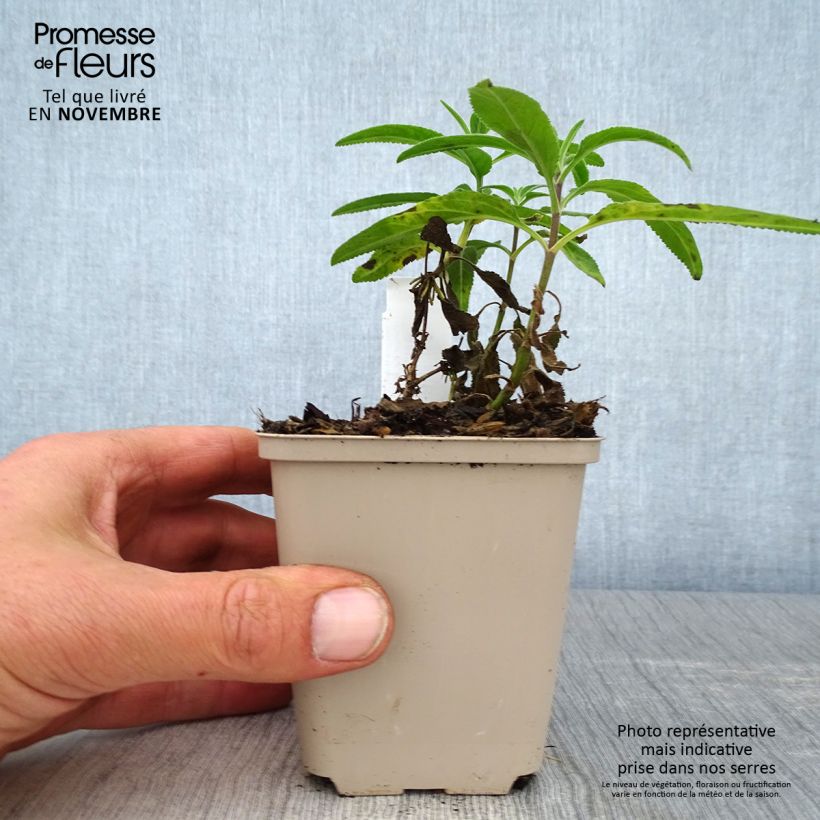 Ejemplar de Veronica longifolia Candied Candle Maceta de 8/9 cm entregado en otoño
