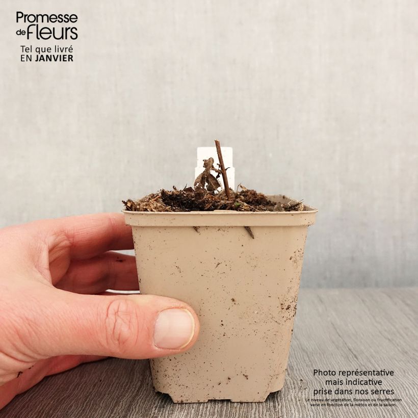 Veronica longifolia Candied Candle Maceta de 8/9 cm Ejemplar entregado en invierno