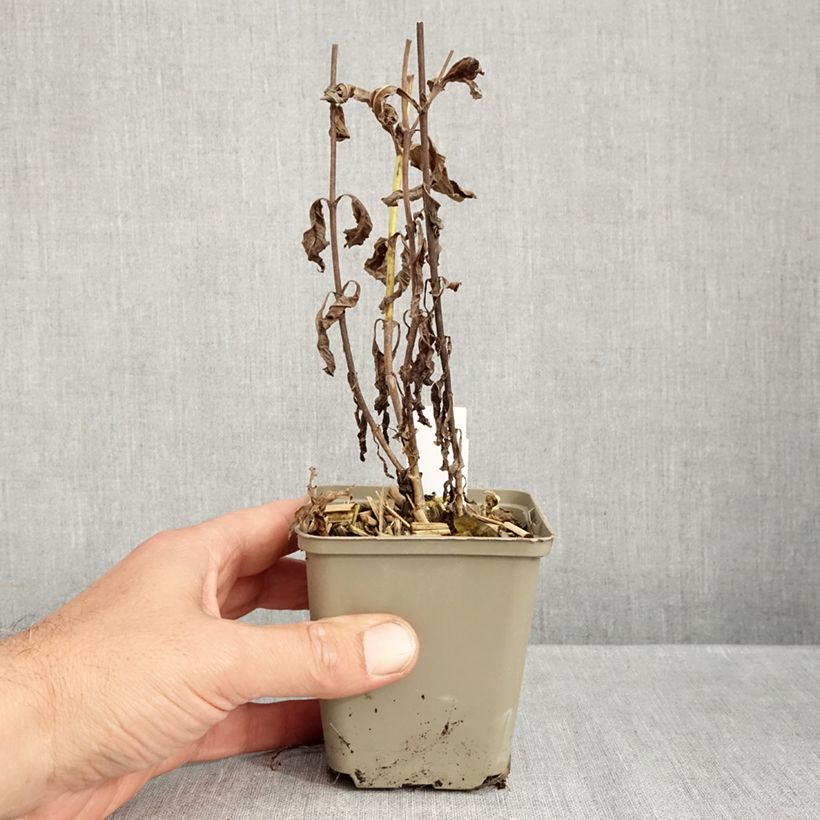 Ejemplar de Veronica longifolia Charlotte Maceta de 8/9 cm entregado en otoño