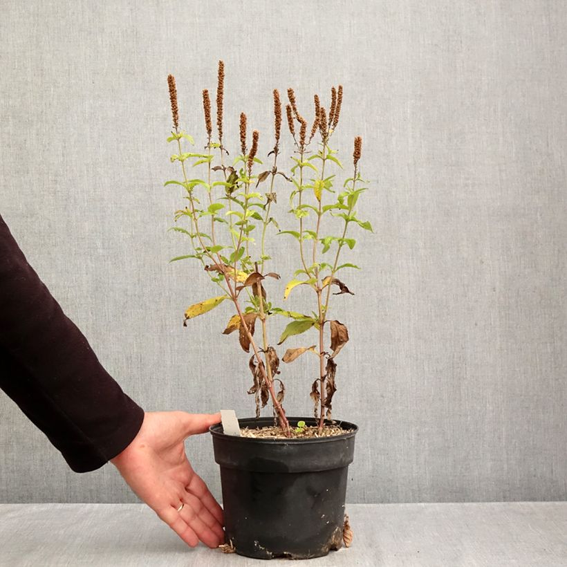 Ejemplar de Veronica longifolia First Glory Maceta 2L/3L entregado en otoño