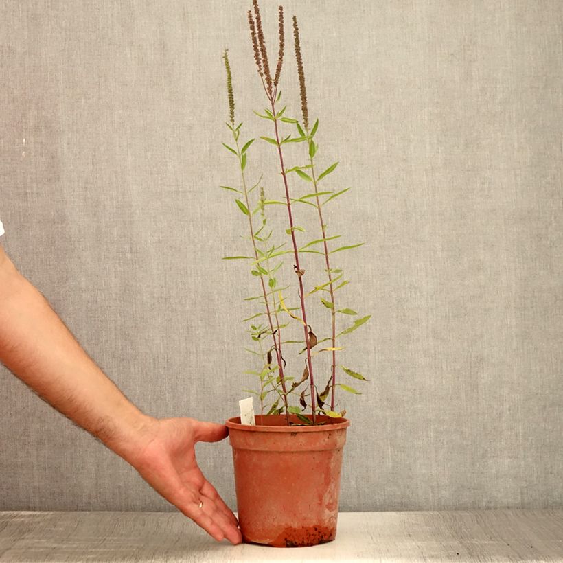 Ejemplar de Veronica longifolia First Glory Maceta 2L/3L entregado en verano