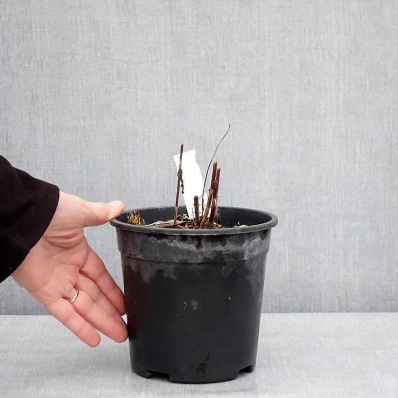 Veronica longifolia First Glory Maceta 2L/3L Ejemplar entregado en invierno