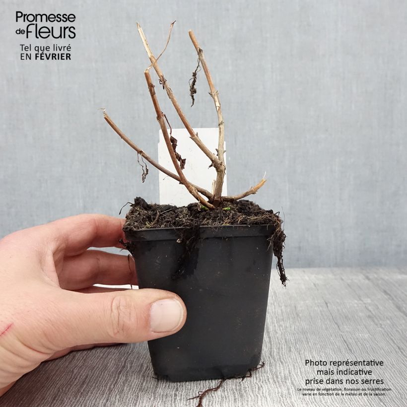 Veronica longifolia First Lady Maceta de 8/9 cm Ejemplar entregado en invierno