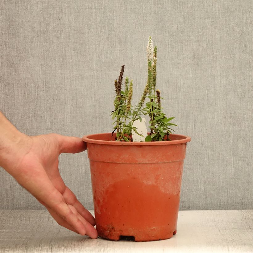 Ejemplar de Veronica longifolia First Lady Maceta 2L/3L entregado en verano