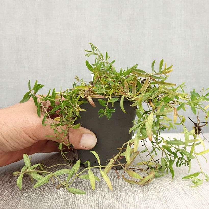 Ejemplar de Veronica prostrata Alba - Verónica postrada Maceta de 8/9 cm entregado en otoño