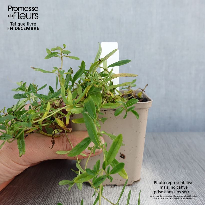 Veronica prostrata Alba - Verónica postrada Maceta de 8/9 cm Ejemplar entregado en invierno