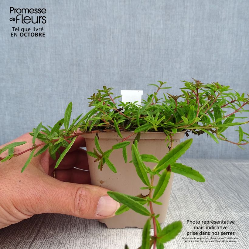 Ejemplar de Veronica prostrata - Verónica postrada Maceta de 8/9 cm entregado en otoño