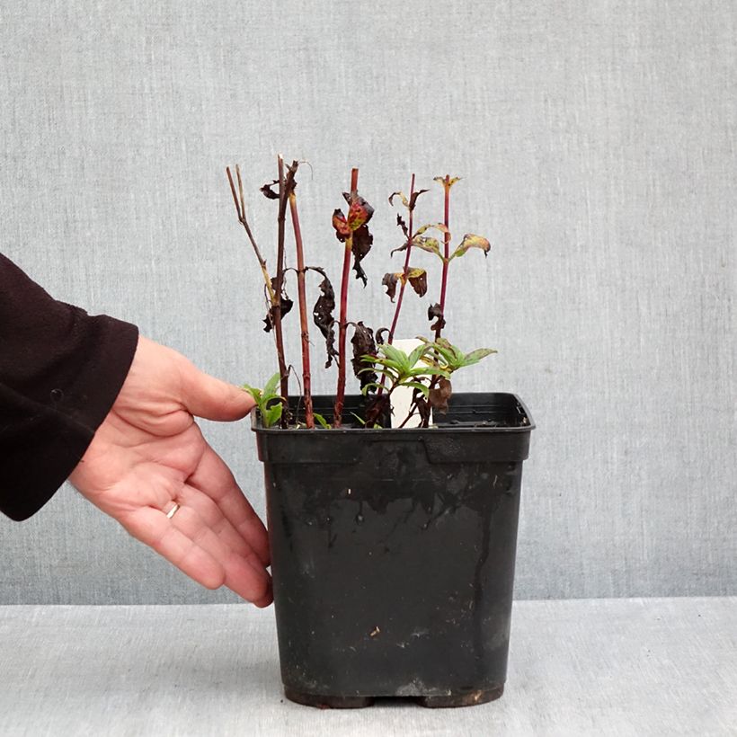 Ejemplar de Veronica Purpleicious Maceta 2L/3L entregado en otoño